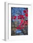 Red leaves on tree branch against blue sky-Anna Miller-Framed Photographic Print