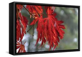 Red Leaves-Brian Moore-Framed Stretched Canvas
