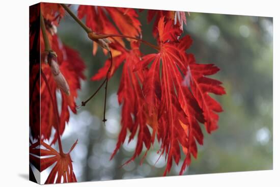 Red Leaves-Brian Moore-Stretched Canvas