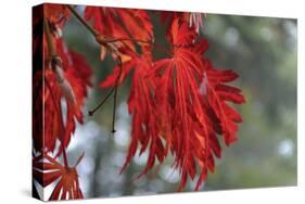 Red Leaves-Brian Moore-Stretched Canvas