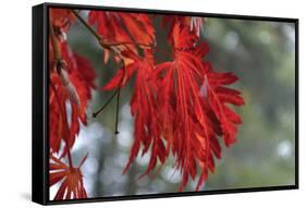 Red Leaves-Brian Moore-Framed Stretched Canvas