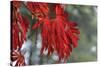 Red Leaves-Brian Moore-Stretched Canvas