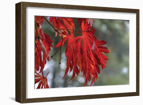 Red Leaves-Brian Moore-Framed Photographic Print