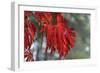 Red Leaves-Brian Moore-Framed Photographic Print