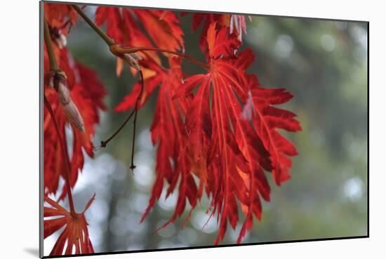 Red Leaves-Brian Moore-Mounted Photographic Print