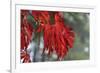 Red Leaves-Brian Moore-Framed Photographic Print