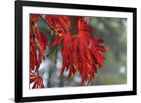 Red Leaves-Brian Moore-Framed Photographic Print