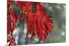 Red Leaves-Brian Moore-Mounted Photographic Print