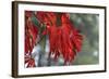 Red Leaves-Brian Moore-Framed Photographic Print