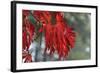 Red Leaves-Brian Moore-Framed Photographic Print