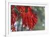 Red Leaves-Brian Moore-Framed Photographic Print