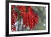 Red Leaves-Brian Moore-Framed Photographic Print