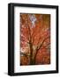 Red Leaves-Nancy Crowell-Framed Photographic Print