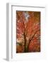 Red Leaves-Nancy Crowell-Framed Photographic Print