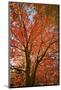Red Leaves-Nancy Crowell-Mounted Photographic Print