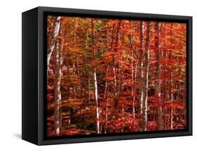 Red leaves-Marco Carmassi-Framed Stretched Canvas