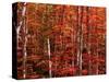Red leaves-Marco Carmassi-Stretched Canvas