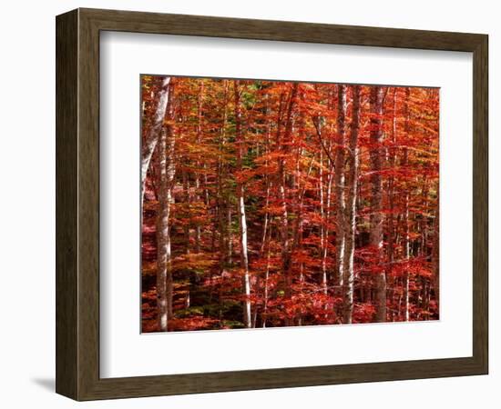 Red leaves-Marco Carmassi-Framed Photographic Print