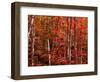 Red leaves-Marco Carmassi-Framed Photographic Print