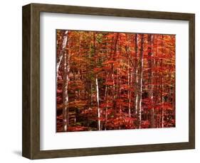 Red leaves-Marco Carmassi-Framed Photographic Print