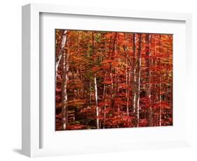 Red leaves-Marco Carmassi-Framed Photographic Print