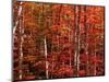 Red leaves-Marco Carmassi-Mounted Photographic Print