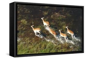 Red Lechwe Aerial View of Red Lechwe Running in Water-null-Framed Stretched Canvas