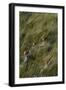 Red Lechwe Aerial View of Red Lechwe Running in Water-null-Framed Photographic Print