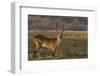 Red lechwe (Kobus leche), Chobe National Park, Botswana-Ann and Steve Toon-Framed Photographic Print