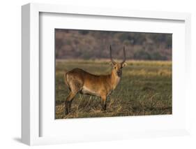 Red lechwe (Kobus leche), Chobe National Park, Botswana-Ann and Steve Toon-Framed Photographic Print