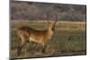 Red lechwe (Kobus leche), Chobe National Park, Botswana-Ann and Steve Toon-Mounted Photographic Print