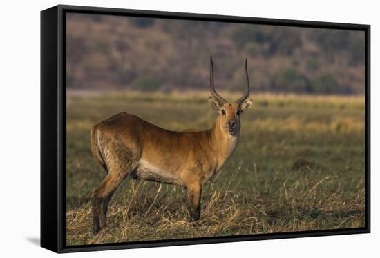 Red lechwe (Kobus leche), Chobe National Park, Botswana-Ann and Steve Toon-Framed Stretched Canvas