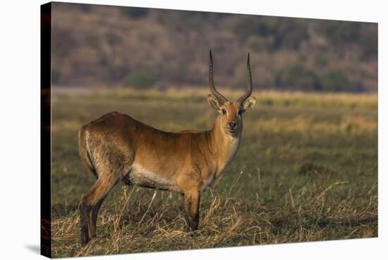 Red lechwe (Kobus leche), Chobe National Park, Botswana-Ann and Steve Toon-Stretched Canvas