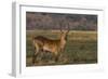 Red lechwe (Kobus leche), Chobe National Park, Botswana-Ann and Steve Toon-Framed Photographic Print