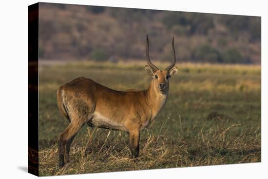 Red lechwe (Kobus leche), Chobe National Park, Botswana-Ann and Steve Toon-Stretched Canvas