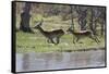 Red lechwe (Kobus leche leche), Khwai Conservation Area, Okavango Delta, Botswana, Africa-Sergio Pitamitz-Framed Stretched Canvas