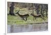 Red lechwe (Kobus leche leche), Khwai Conservation Area, Okavango Delta, Botswana, Africa-Sergio Pitamitz-Framed Photographic Print