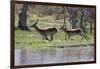 Red lechwe (Kobus leche leche), Khwai Conservation Area, Okavango Delta, Botswana, Africa-Sergio Pitamitz-Framed Photographic Print