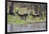 Red lechwe (Kobus leche leche), Khwai Conservation Area, Okavango Delta, Botswana, Africa-Sergio Pitamitz-Framed Photographic Print