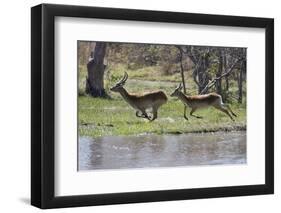 Red lechwe (Kobus leche leche), Khwai Conservation Area, Okavango Delta, Botswana, Africa-Sergio Pitamitz-Framed Photographic Print