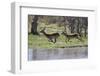 Red lechwe (Kobus leche leche), Khwai Conservation Area, Okavango Delta, Botswana, Africa-Sergio Pitamitz-Framed Photographic Print