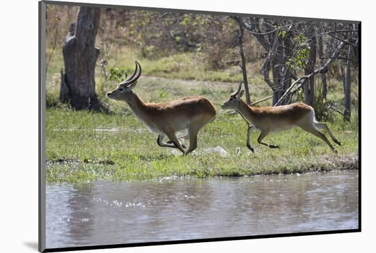 Red lechwe (Kobus leche leche), Khwai Conservation Area, Okavango Delta, Botswana, Africa-Sergio Pitamitz-Mounted Photographic Print