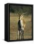 Red Lechwe, Kobus Leche Leche, Moremi Wildlife Preserve, Botswana, Africa-Thorsten Milse-Framed Stretched Canvas