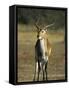 Red Lechwe, Kobus Leche Leche, Moremi Wildlife Preserve, Botswana, Africa-Thorsten Milse-Framed Stretched Canvas