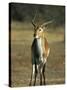 Red Lechwe, Kobus Leche Leche, Moremi Wildlife Preserve, Botswana, Africa-Thorsten Milse-Stretched Canvas