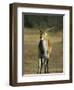 Red Lechwe, Kobus Leche Leche, Moremi Wildlife Preserve, Botswana, Africa-Thorsten Milse-Framed Photographic Print