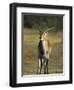 Red Lechwe, Kobus Leche Leche, Moremi Wildlife Preserve, Botswana, Africa-Thorsten Milse-Framed Photographic Print