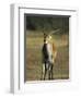 Red Lechwe, Kobus Leche Leche, Moremi Wildlife Preserve, Botswana, Africa-Thorsten Milse-Framed Photographic Print