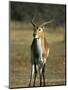 Red Lechwe, Kobus Leche Leche, Moremi Wildlife Preserve, Botswana, Africa-Thorsten Milse-Mounted Photographic Print
