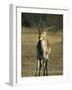 Red Lechwe, Kobus Leche Leche, Moremi Wildlife Preserve, Botswana, Africa-Thorsten Milse-Framed Photographic Print